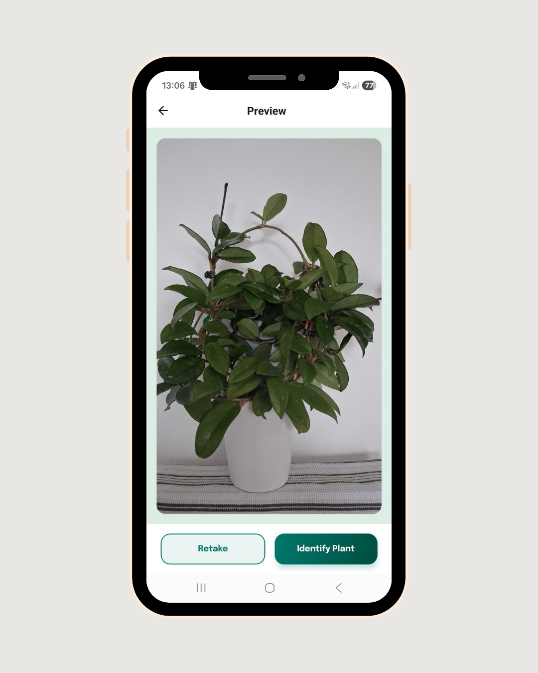 Plant Identification